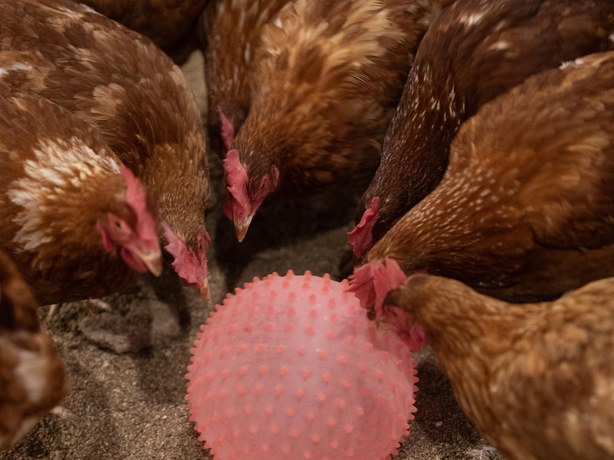 Layer hens pecking at a red spiky ball.