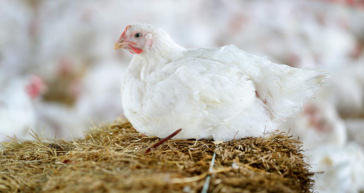 Enrichment for chickens