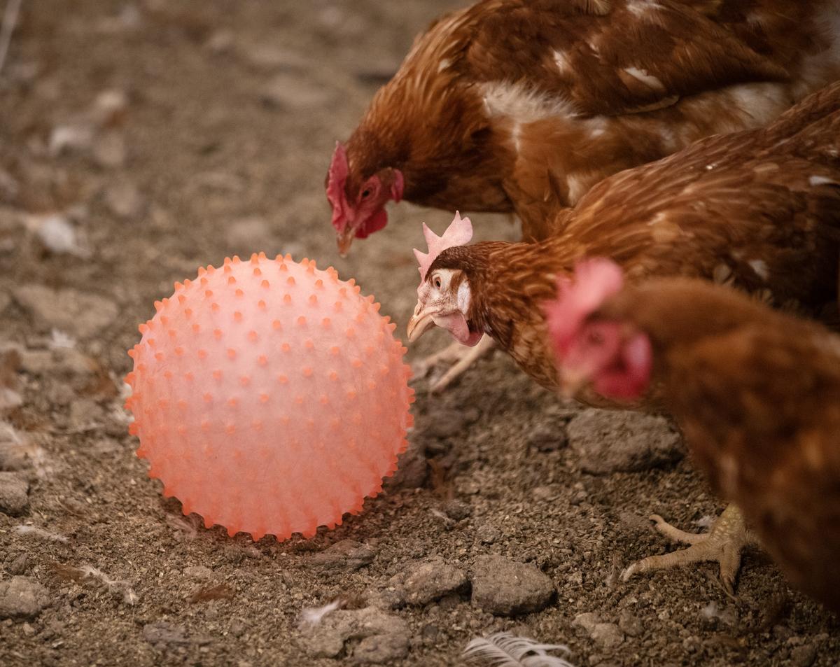 Enrichment for chickens